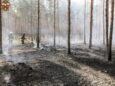 Las znów stanął w ogniu. Tym razem spaliło się pół hektara ściółki i drzew w Miodarach