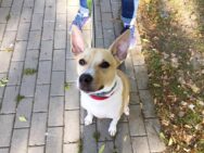 psy_czytelników_62586528_2512351635482584_2385359741674061824_n-20190702