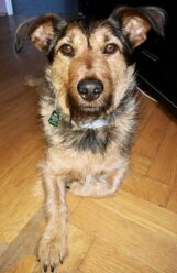 psy_czytelników_64597075_2313661282016598_3871603805468491776_n-20190702