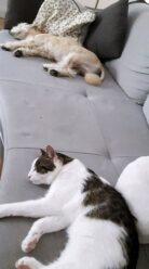 psy_czytelników_64675075_10220159082515233_1475373372719235072_n-20190702