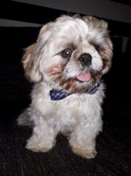 psy_czytelników_64685507_2522165237842655_4185417197268500480_n-20190702