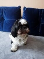 psy_czytelników_64880514_143742540071958_7441727264972079104_n-20190702