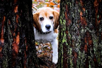 psy_czytelników_65393743_155429715623046_982663898572259328_o-20190702