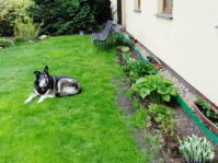 psy_czytelników_65422295_173666983658508_2274469106340069376_o-20190702