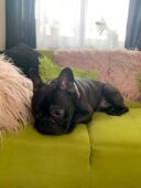 psy_czytelników_65464208_2776998982371693_3877054810456850432_n-20190702