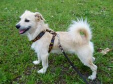 psy_czytelników_65466406_2812559198761334_4445959791868641280_n-20190702