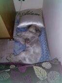 psy_czytelników_65467843_2819903378080825_7988822836246478848_n-20190702