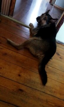 psy_czytelników_65484459_1932373376863868_4001112385296269312_n-20190702