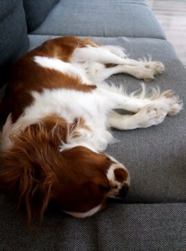 psy_czytelników_65492365_123482235569187_4708909646918713344_n-20190702