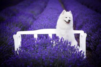 psy_czytelników_65496955_2502330176490626_1392399973269635072_o-20190702