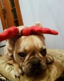 psy_czytelników_65542897_190248788635879_5308755211953635328_n-20190702