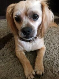 psy_czytelników_65557403_2371112576490227_8556874231562895360_n-20190702