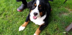 psy_czytelników_65570319_2276650005775551_1711528859544846336_o-20190702