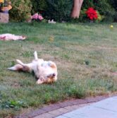 psy_czytelników_65627517_2596570767044267_8469911215517204480_n-20190702