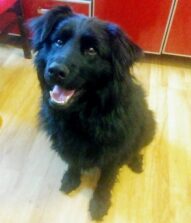 psy_czytelników_65682766_2899255586965400_6162889327975071744_n-20190702