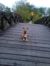 psy_czytelników_65689264_2321620094571959_9040590611127730176_n-20190702