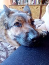 psy_czytelników_65747871_2350986898273677_4810166838111502336_n-20190702