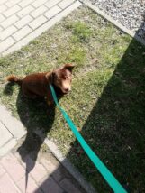 psy_czytelników_65786041_2738278026199975_2185642688668237824_n-20190702