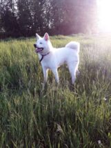 psy_czytelników_65797731_2464284263623153_2027510269231497216_n-20190702