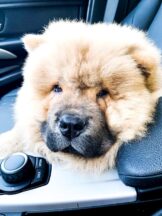 psy_czytelników_65806708_2776999499038308_1691863896513576960_n-20190702