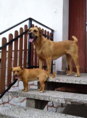 psy_czytelników_65808875_435719360604585_2137864626358976512_n-20190702