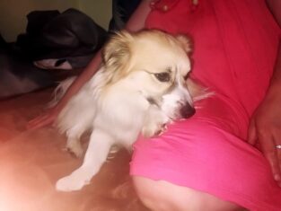 psy_czytelników_65816517_2382717565350015_4563178962729041920_o-20190702