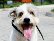 psy_czytelników_65831434_2812568535427067_2191799416912871424_n-20190702