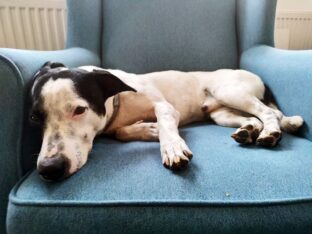 psy_czytelników_65868345_2734150806607830_3333874067513016320_o-20190702