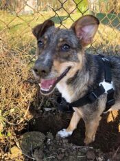 psy_czytelników_65872241_2145993672166020_6823189452509151232_n-20190702