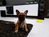 psy_czytelników_65913362_2429842753744711_8104149017451036672_o-20190702