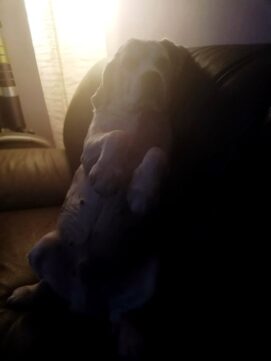 psy_czytelników_66010486_2126351130807832_6694260328194113536_n-20190702