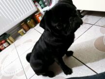 psy_czytelników_66022688_2362905787332166_2474017736498348032_o-20190702