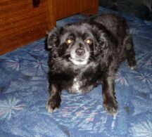 psy_czytelników_66023037_2571908802853779_3926546337083949056_n-20190702