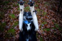 psy_czytelników_66059434_155429672289717_1696080716879626240_o-20190702