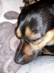 psy_czytelników_66098846_152824379187768_7572001345410957312_n-20190702