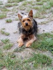 psy_czytelników_66108469_2319825948087322_4749402761794158592_n-20190702