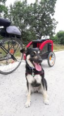 psy_czytelników_66117214_2309544739362948_7894702678108798976_n-20190702