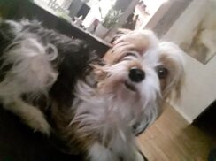 psy_czytelników_66121811_2316086681821054_4897877152696893440_o-20190702