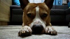 psy_czytelników_66173230_603635773375545_5782618730383015936_o-20190702