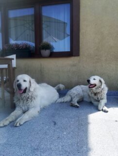 psy_czytelników_66208235_2080178838771765_6517179518069768192_n-20190702