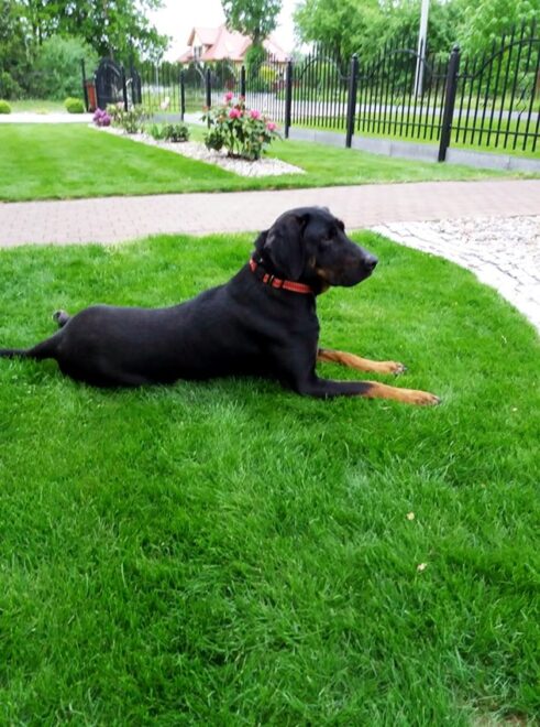 psy_czytelników_66209574_1295905570564743_2463330204303491072_n-20190702