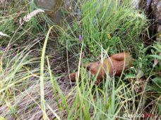 straz_sarna_67280435_1370065939809446_3079845001270657024_n-20190728