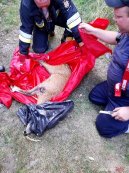 straz_sarna_67407724_1370066176476089_3656124823781769216_n-20190728