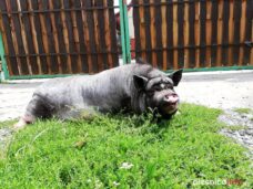 swinka_Pelasia_67147957_936582993369657_5550147956130185216_n-20190719