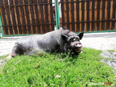 Świnka Pelasia szuka ludzi, którzy ją pokochają [ZOBACZCIE ZDJĘCIA]