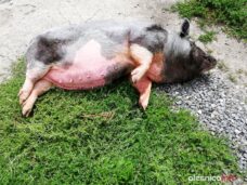 swinka_Pelasia_67234114_936582853369671_8415580020956725248_n-20190719