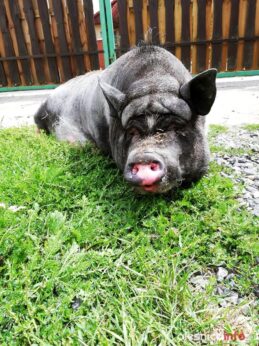 swinka_Pelasia_67309500_936582733369683_6350515678675468288_n-20190719