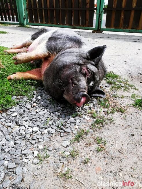 swinka_Pelasia_67631463_936582776703012_3191740358304202752_n-20190719