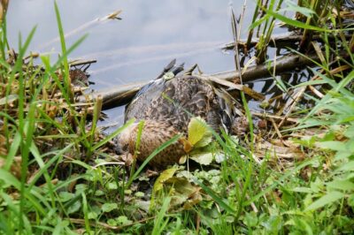 Czy to ptasia grypa zdziesiątkowała ptaki nad stawami?