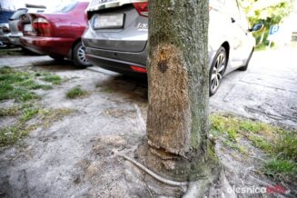 drzewa_matejki_700_5999-20190805